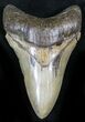 Unique Coloration Megalodon Tooth - South Carolina #27324-1